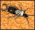 Bug Rampage